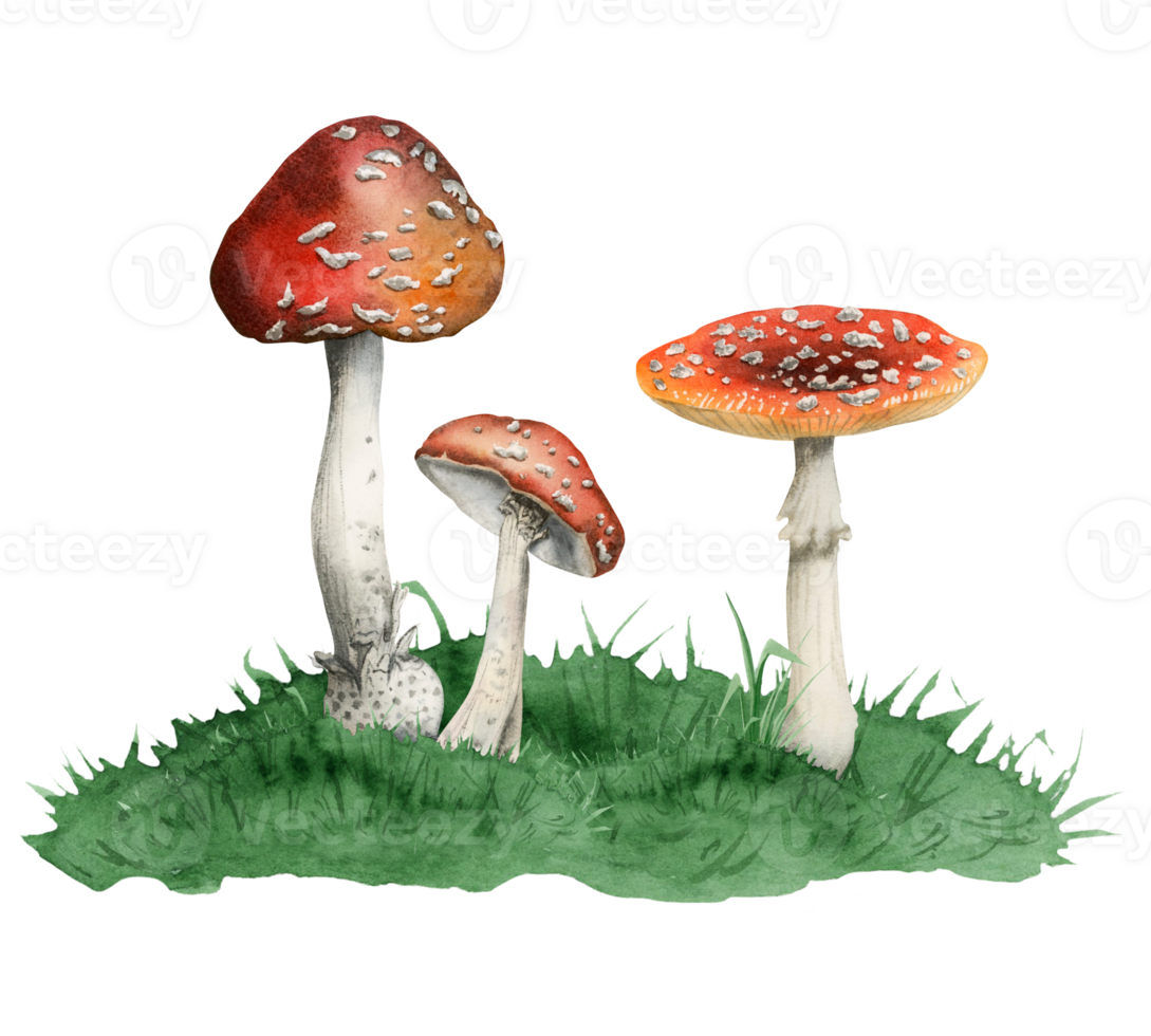 Poisonous red white fly agaric mushrooms growing in green grass hill watercolor illustration of Amanita muscaria spotted toxic plants png