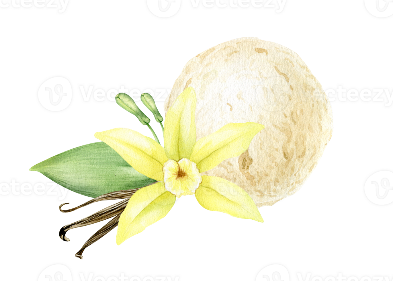 Single vanilla ice cream ball with vanilla flower and pods. Vanilla dessert. Watercolor hand drawn illustration. Isolated. For menu, packaging design, advertising png