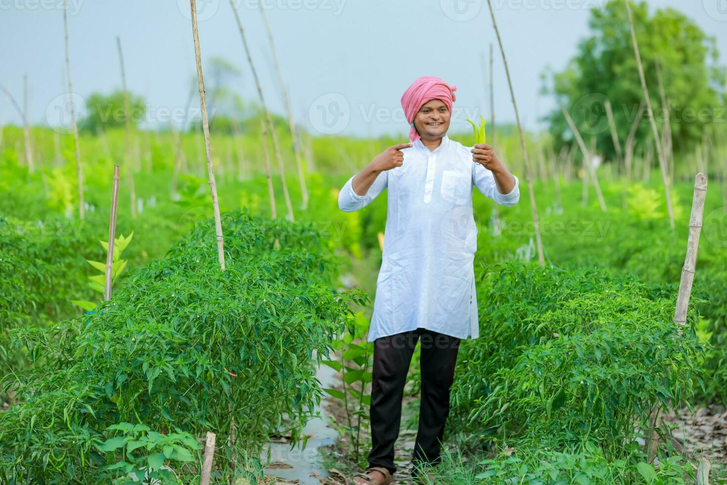 Indian Happy farmer holding green chilli , green chilli farming, young farmer photo
