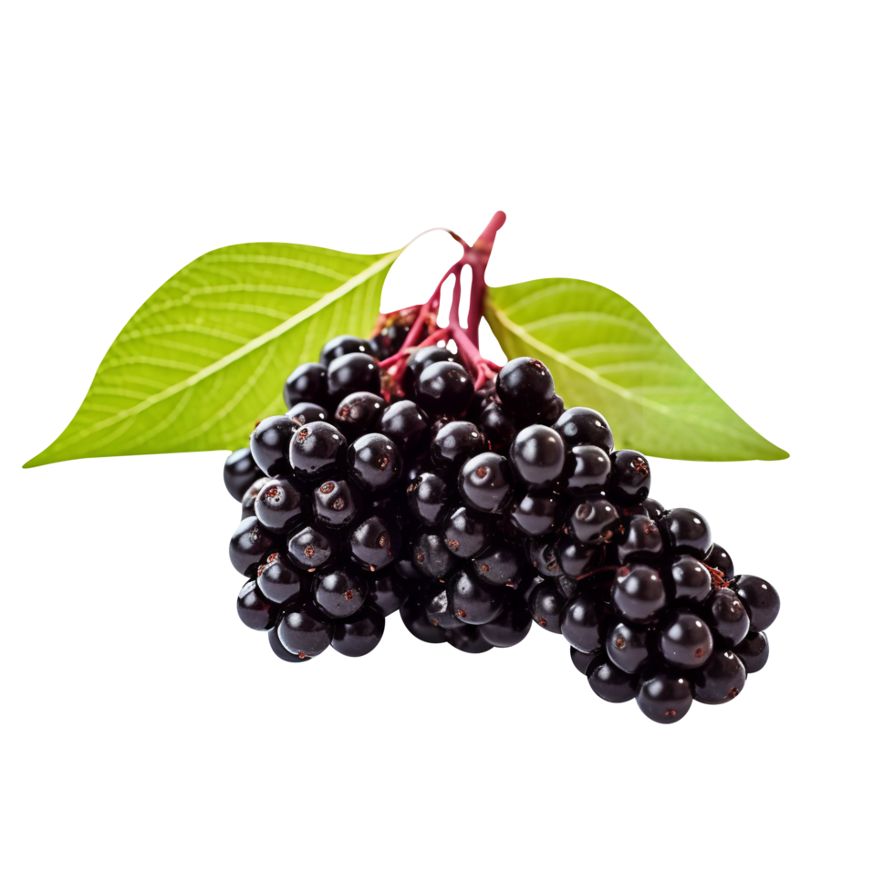 Fresh cluster of elderberry isolated on transparent background png