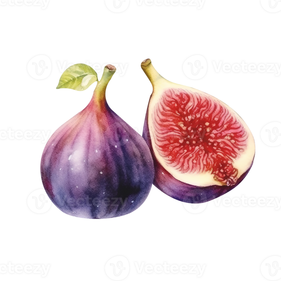 Fresh fig fruit pair isolated on transparent background png