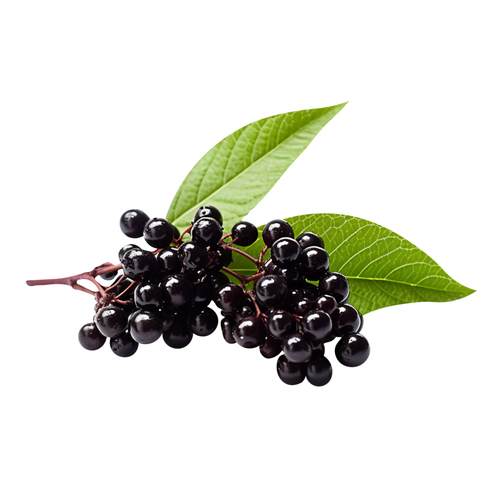 Fresh cluster of elderberry isolated on transparent background png