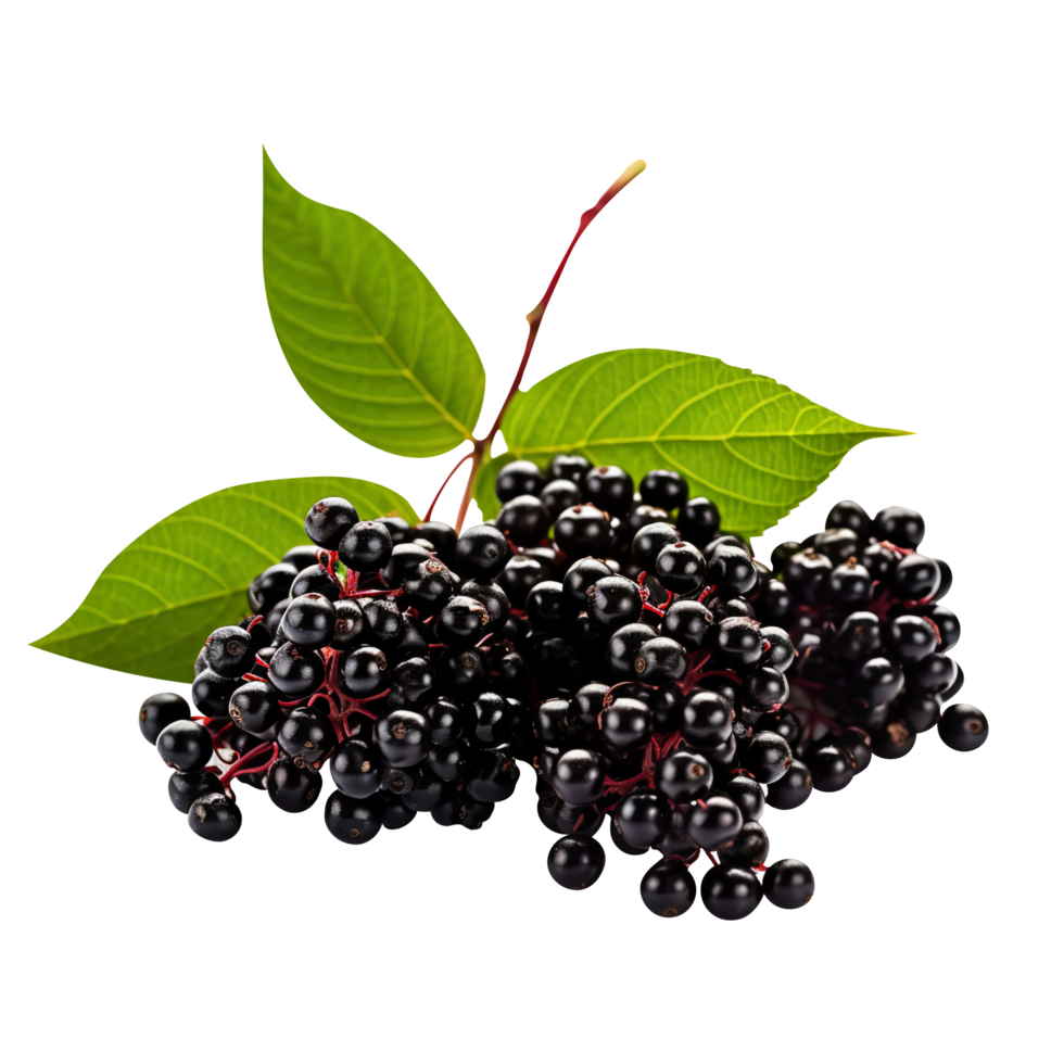 Fresh cluster of elderberry isolated on transparent background png