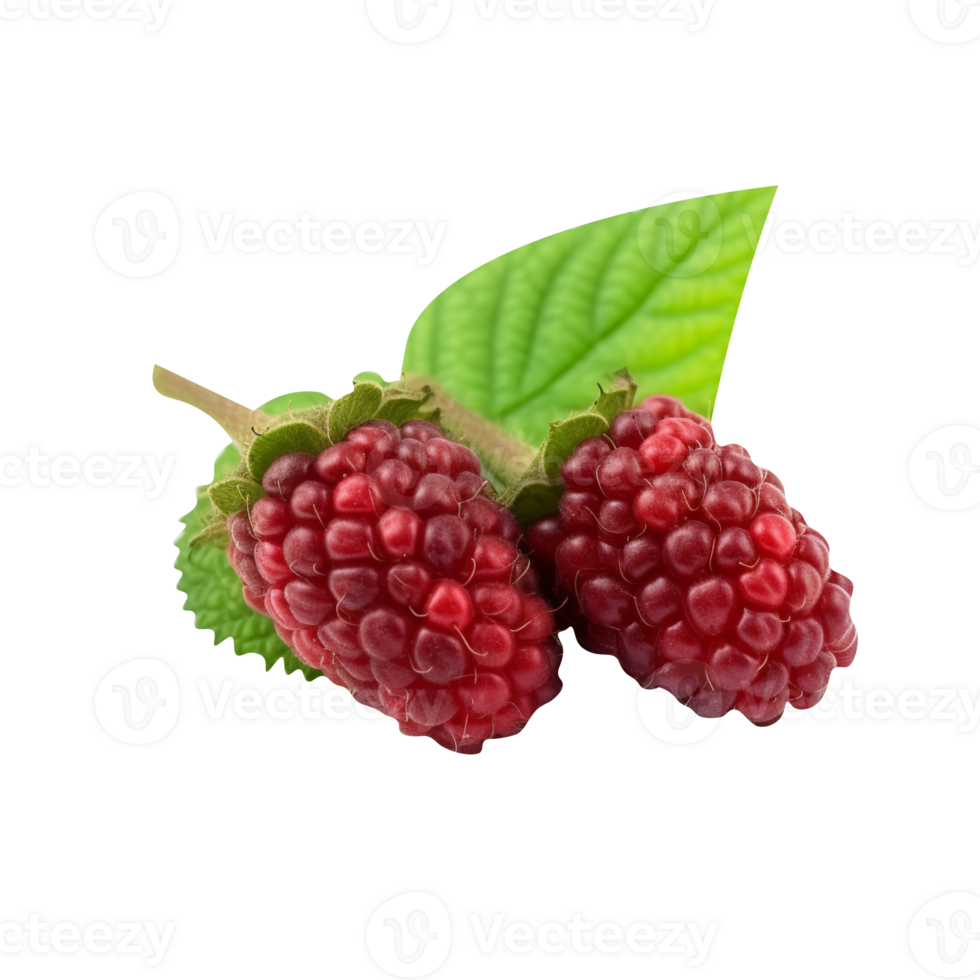 Fresh mulberries isolated on transparent background png