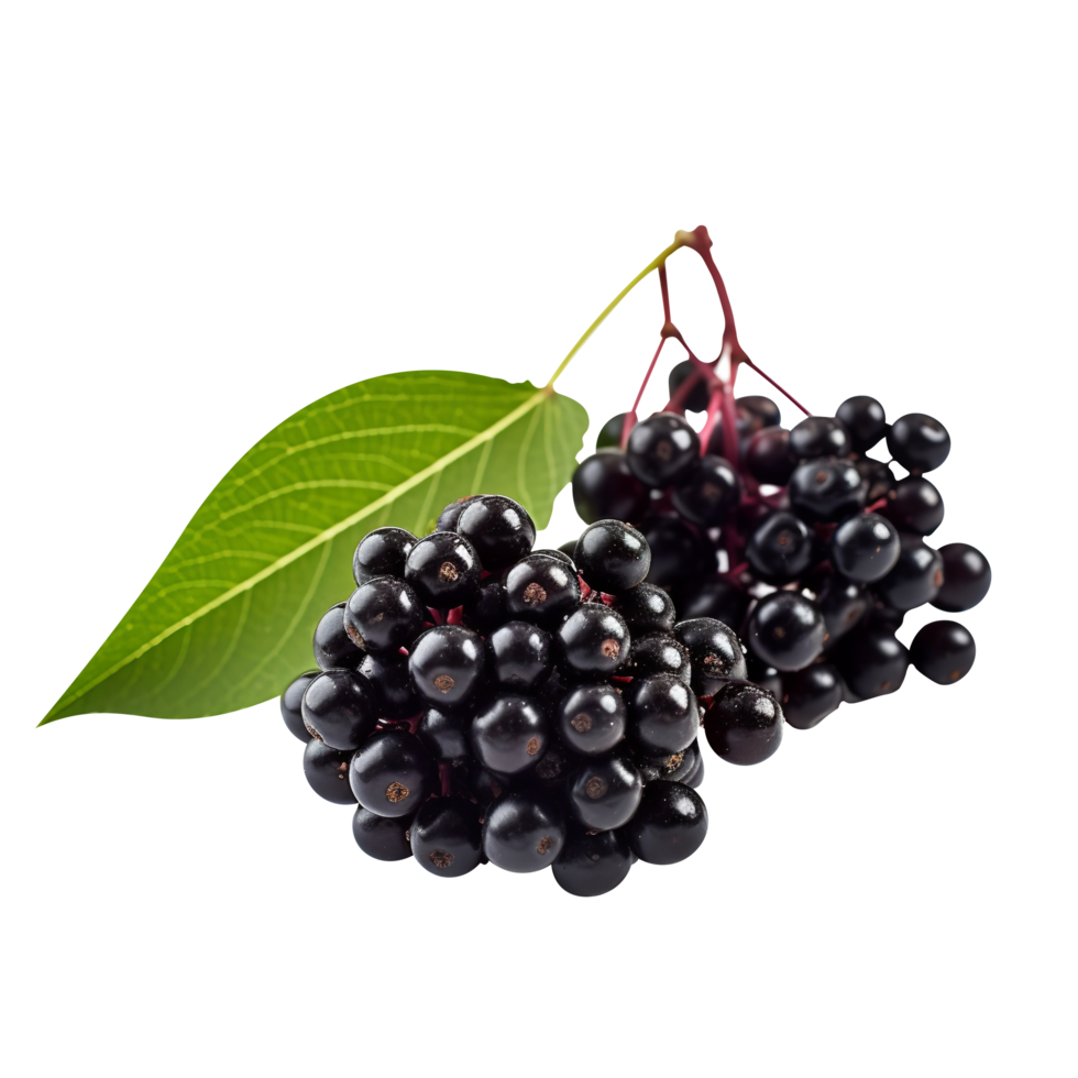 Fresh cluster of elderberry isolated on transparent background png