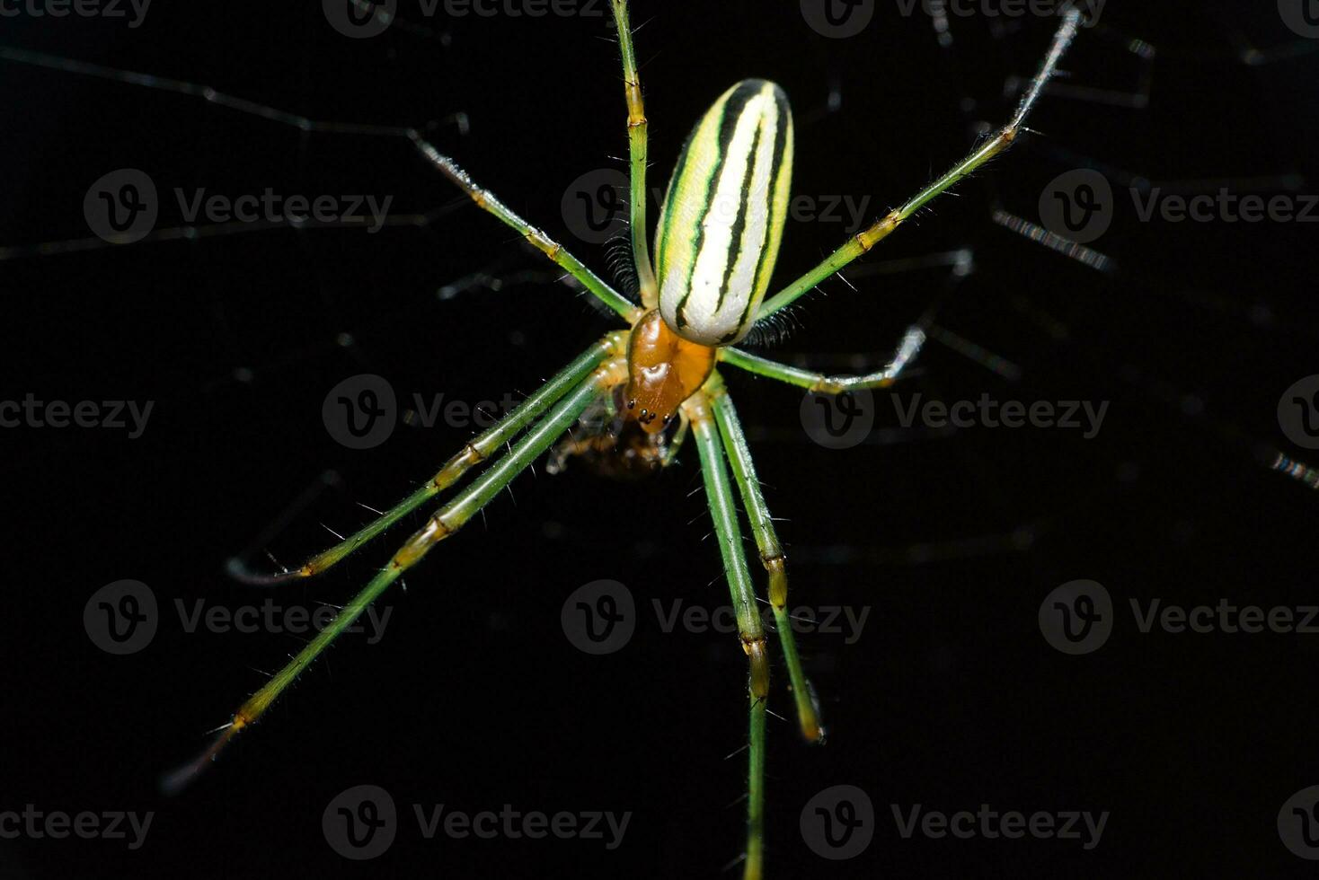 cobwebs, cobwebs in the garden, wild insects, black background photo