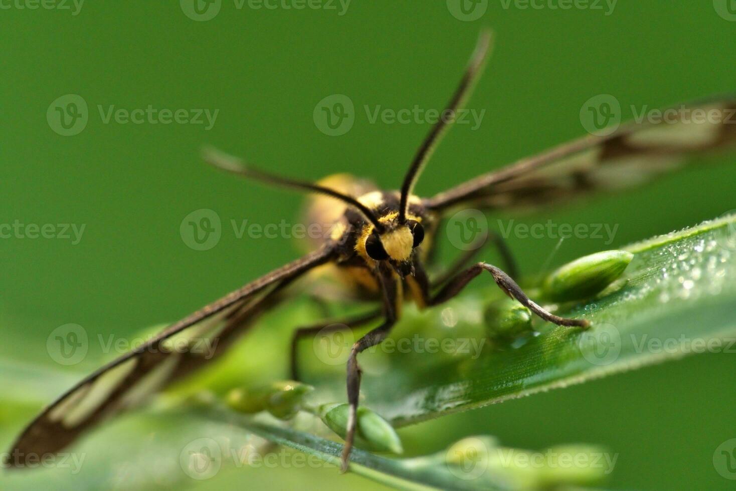 macro insect, macro extreme of skipper butterfly in the wildlife photo