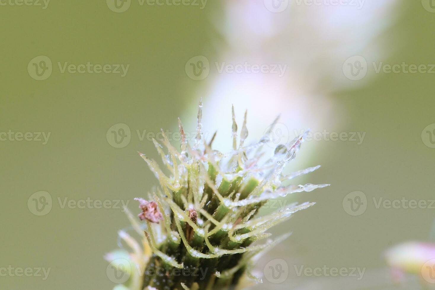 dew on grass stalks, macro photo extreme morning dew with blur background