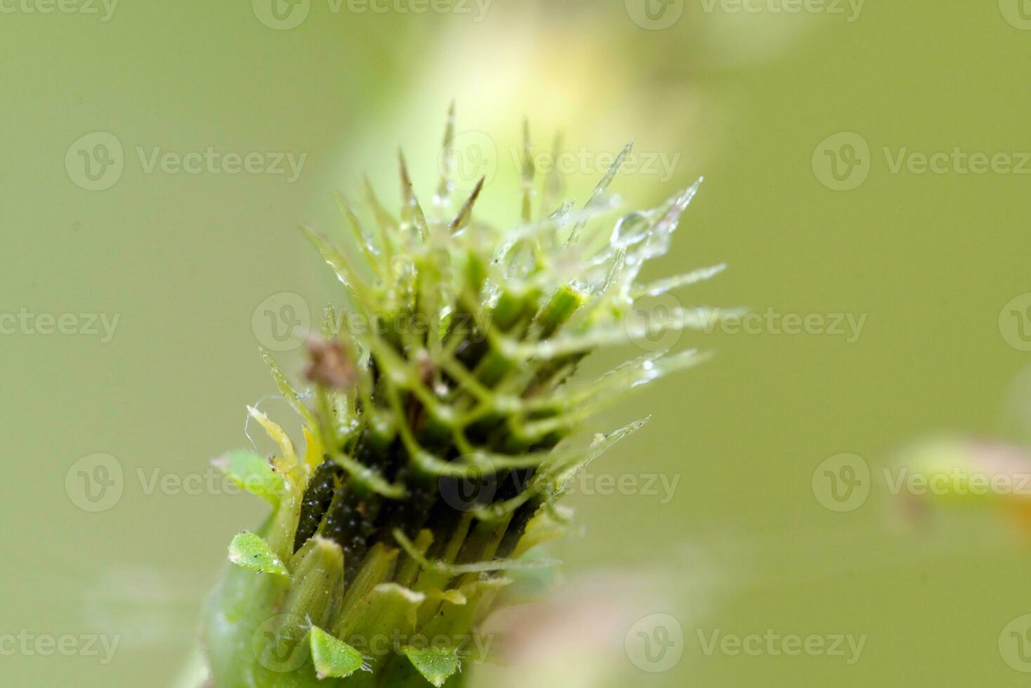 dew on grass stalks, macro photo extreme morning dew with blur background