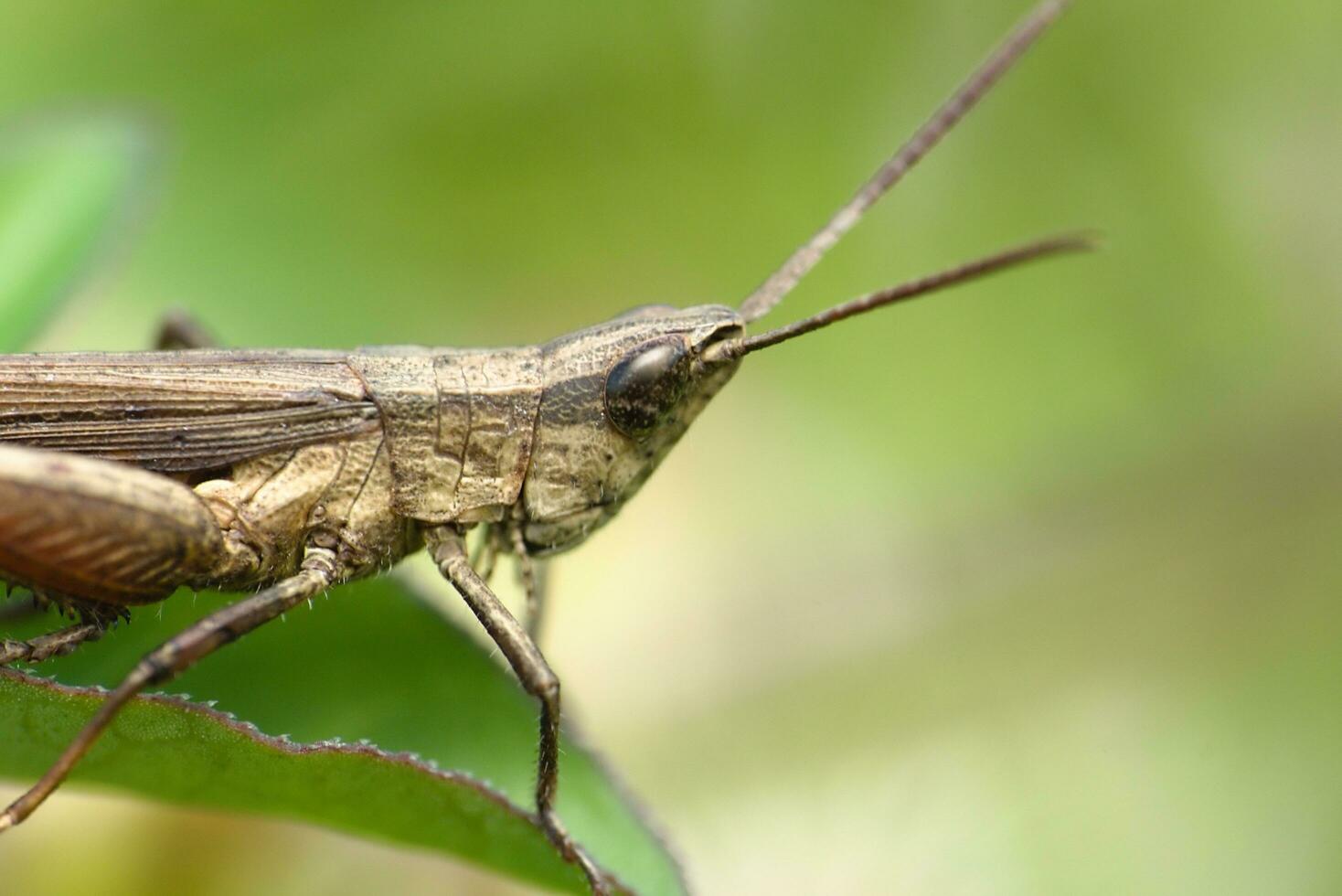 el saltamontes se sentó en un roca, llorando para pequeño insectos a comer foto