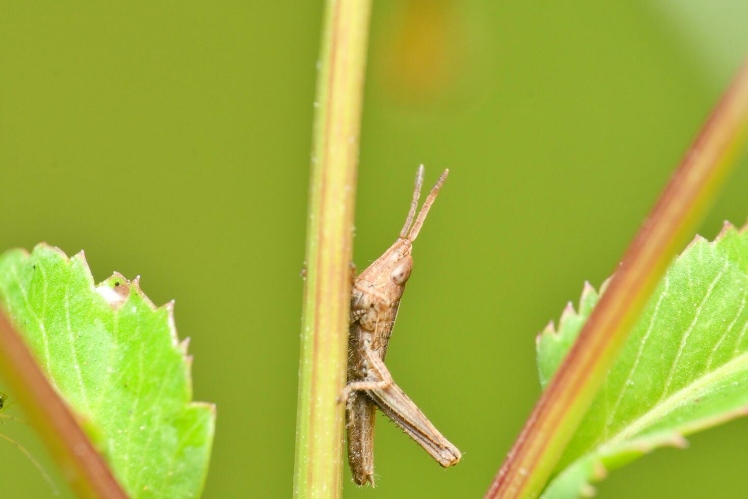 macro photo of green grasshopper in the garden