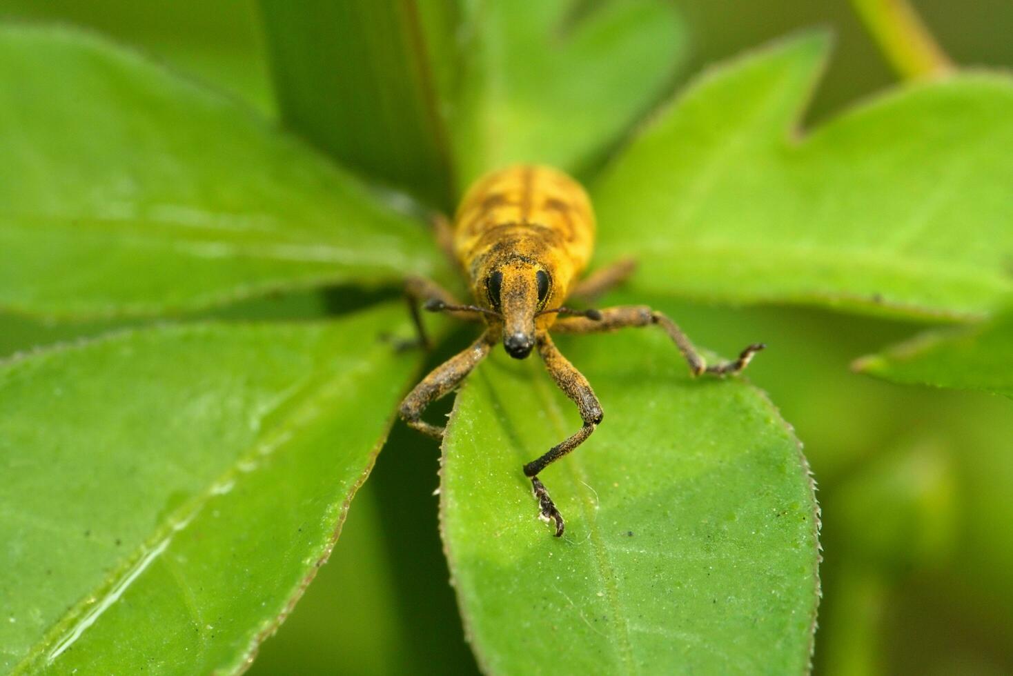 Beetles are beetles belonging to the superfamily Curculionidae, which are known for their elongated snouts. They are usually small, less than 6 mm long photo