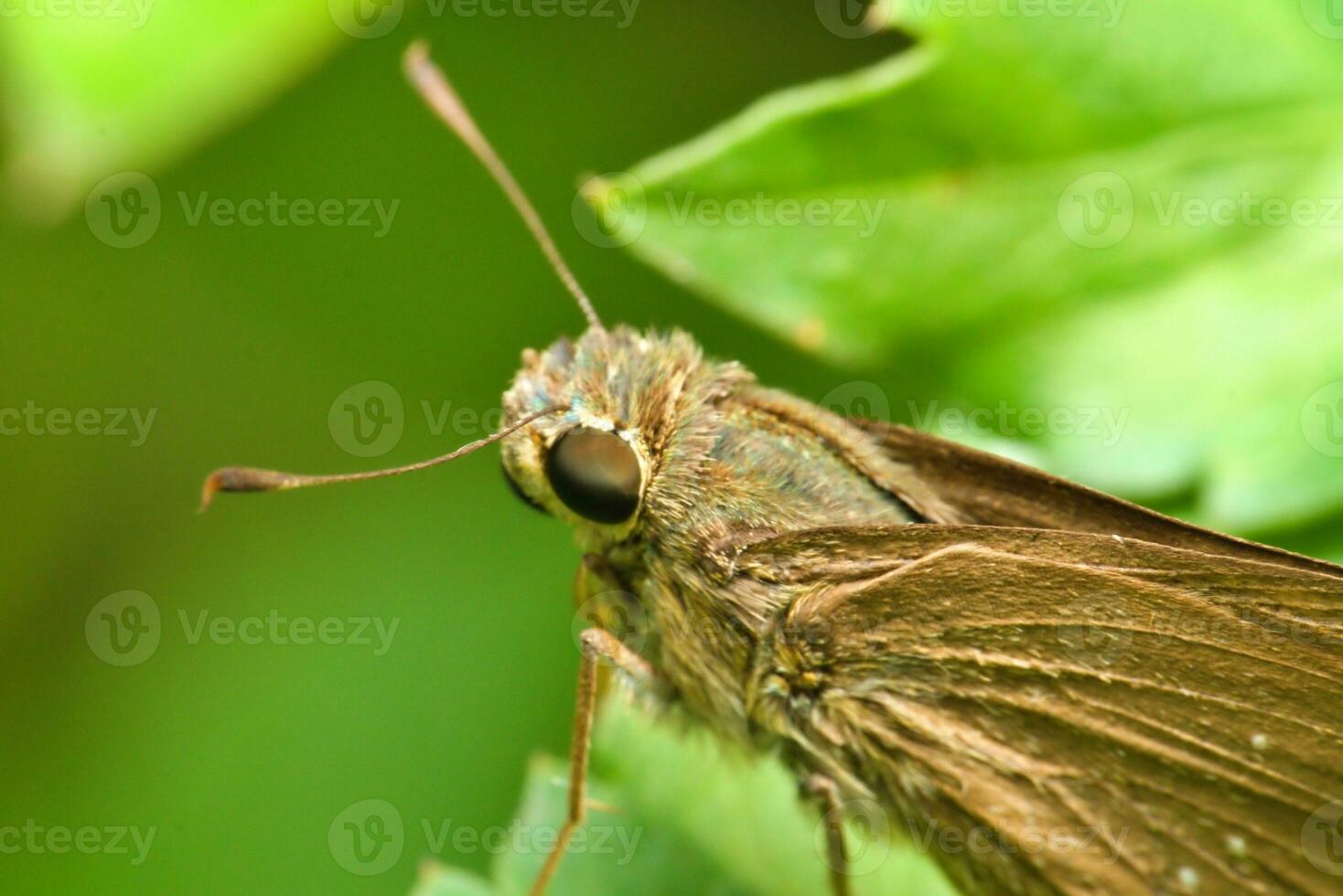 macro insect, macro extreme of skipper butterfly in the wildlife photo