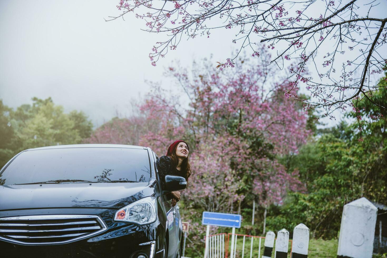 las mujeres asiáticas viajan relajarse en las vacaciones. viajando en aparcamiento. felizmente con la naturaleza, flor de sakura rosa. en el invierno foto