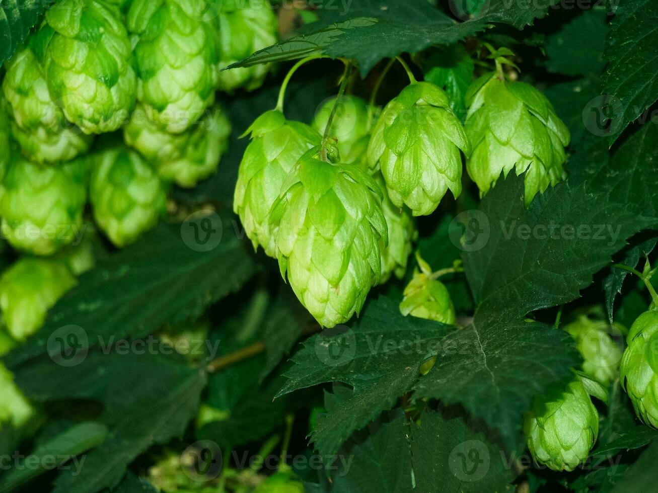 Green fresh hop cones on a background of green foliage for making beer and bread closeup, agricultural background. photo