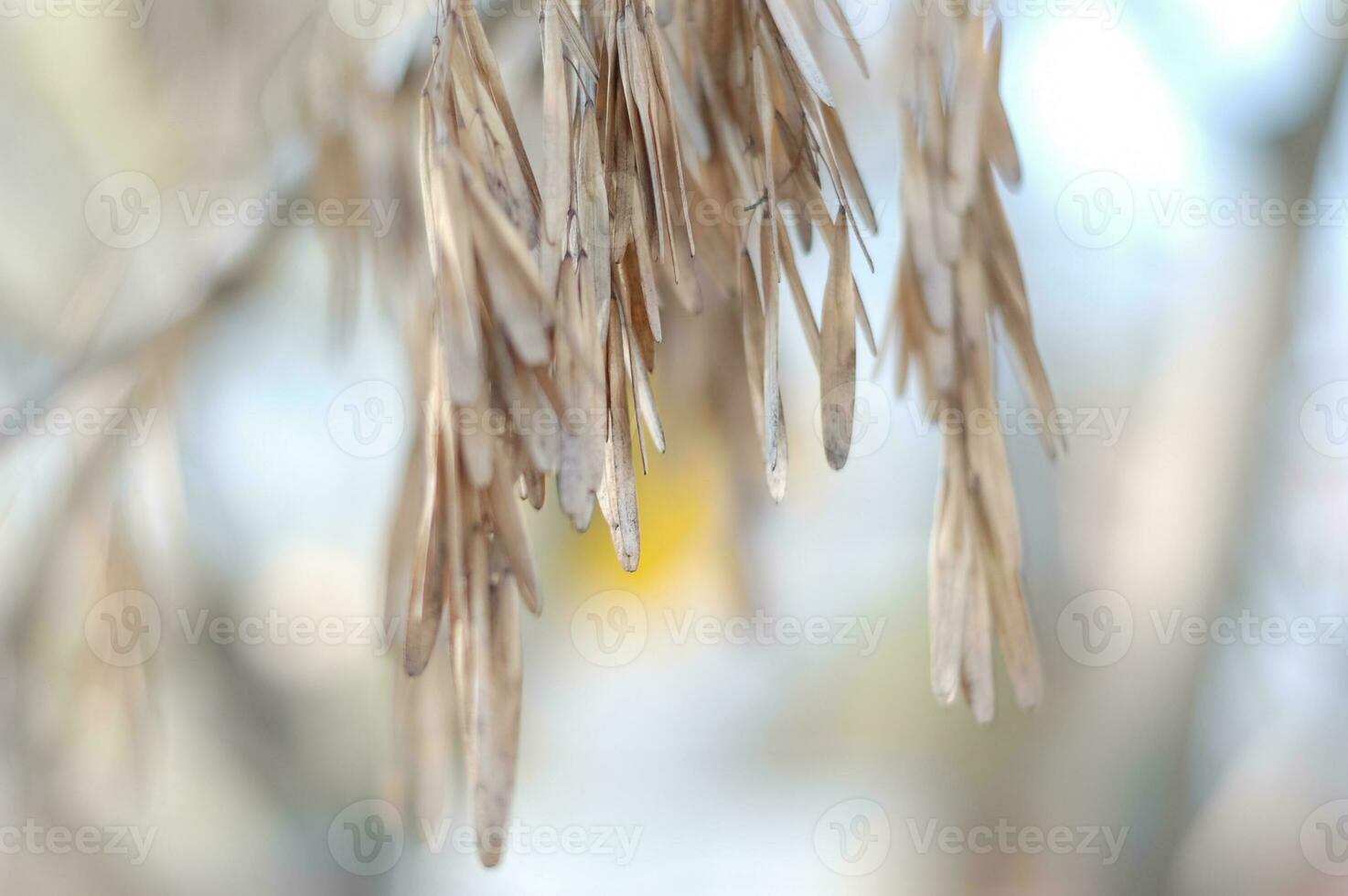 Dry seeds and leaves delicate light yellow and bluish color hanging on a tree branch on a blurred background. Beautiful nature. Ecology photo