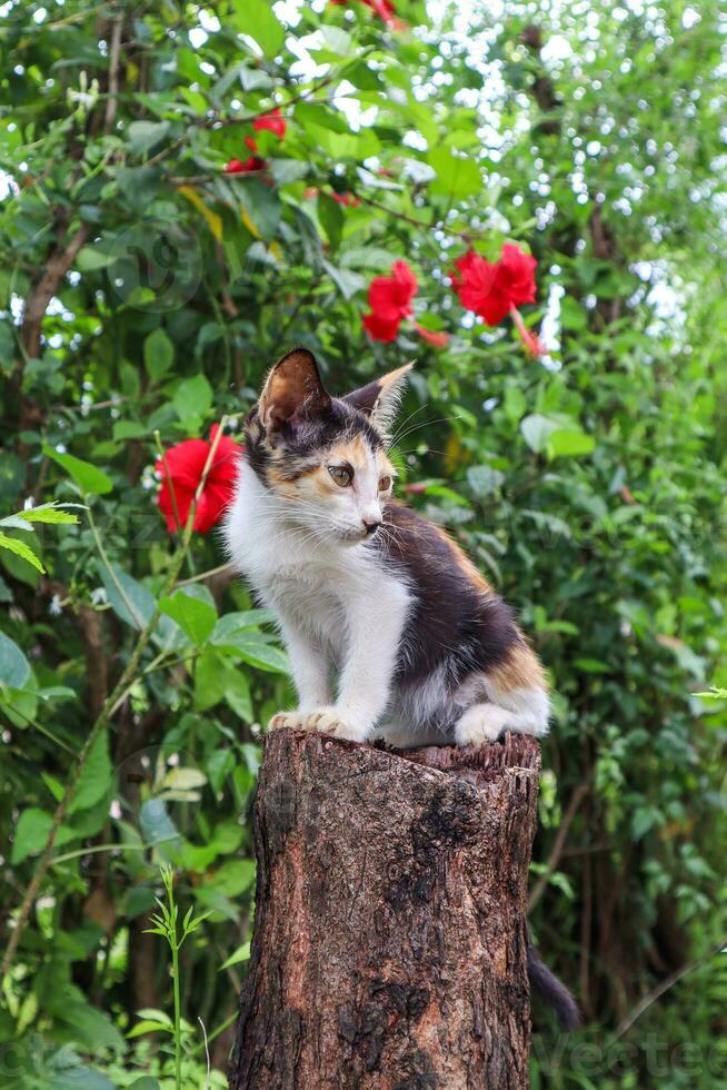 Cat sitting on a tree stump photo