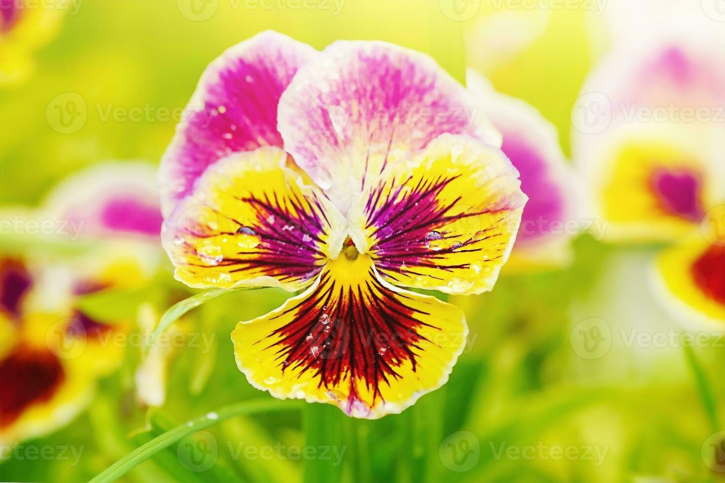 Violet flower. Macro photo of a yellow and purple flower with water drops.