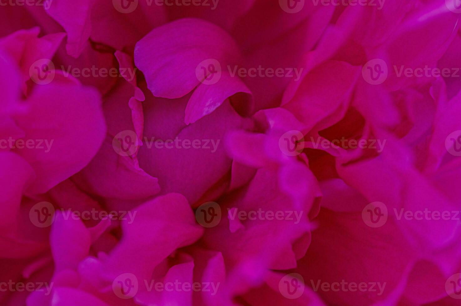 The flower is pink as a background. Peony petals macro photo. photo