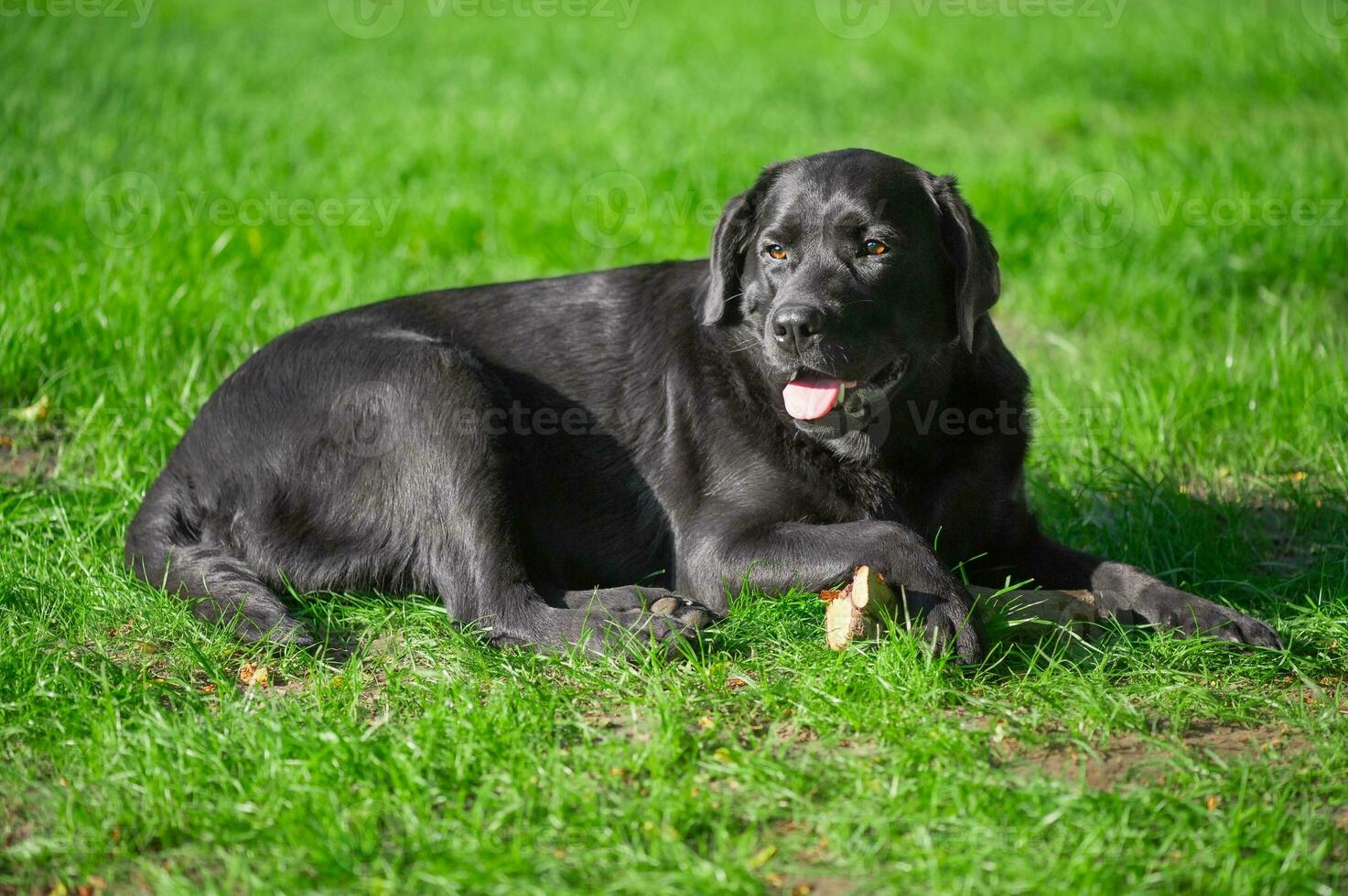 Black labrador retriever dog lies on green grass. Portrait of a thoroughbred dog. photo