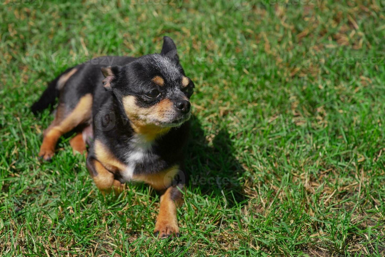 Chihuahua tricolor on the grass. The dog is resting on a walk. photo