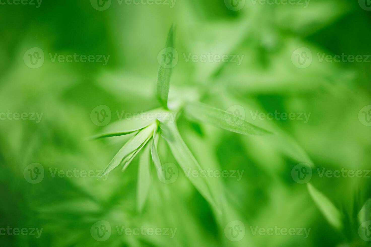 Green leaves thin focal zone and blurred background. Macro photo of a young flax plant.