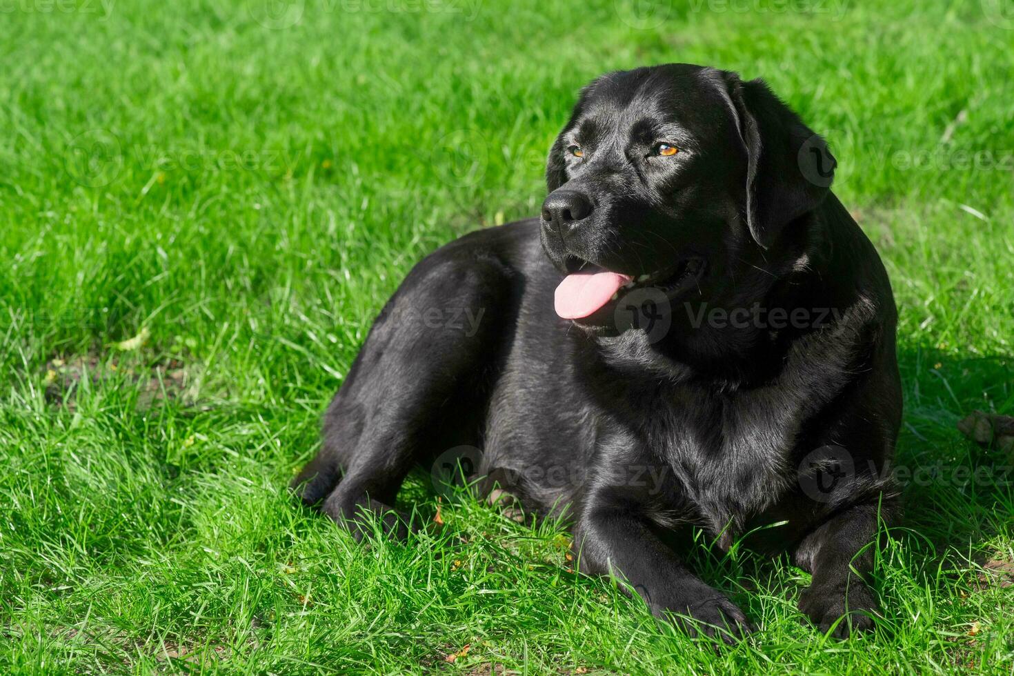 Black labrador retriever lying on green grass. The pet is resting. Portrait of a dog. photo