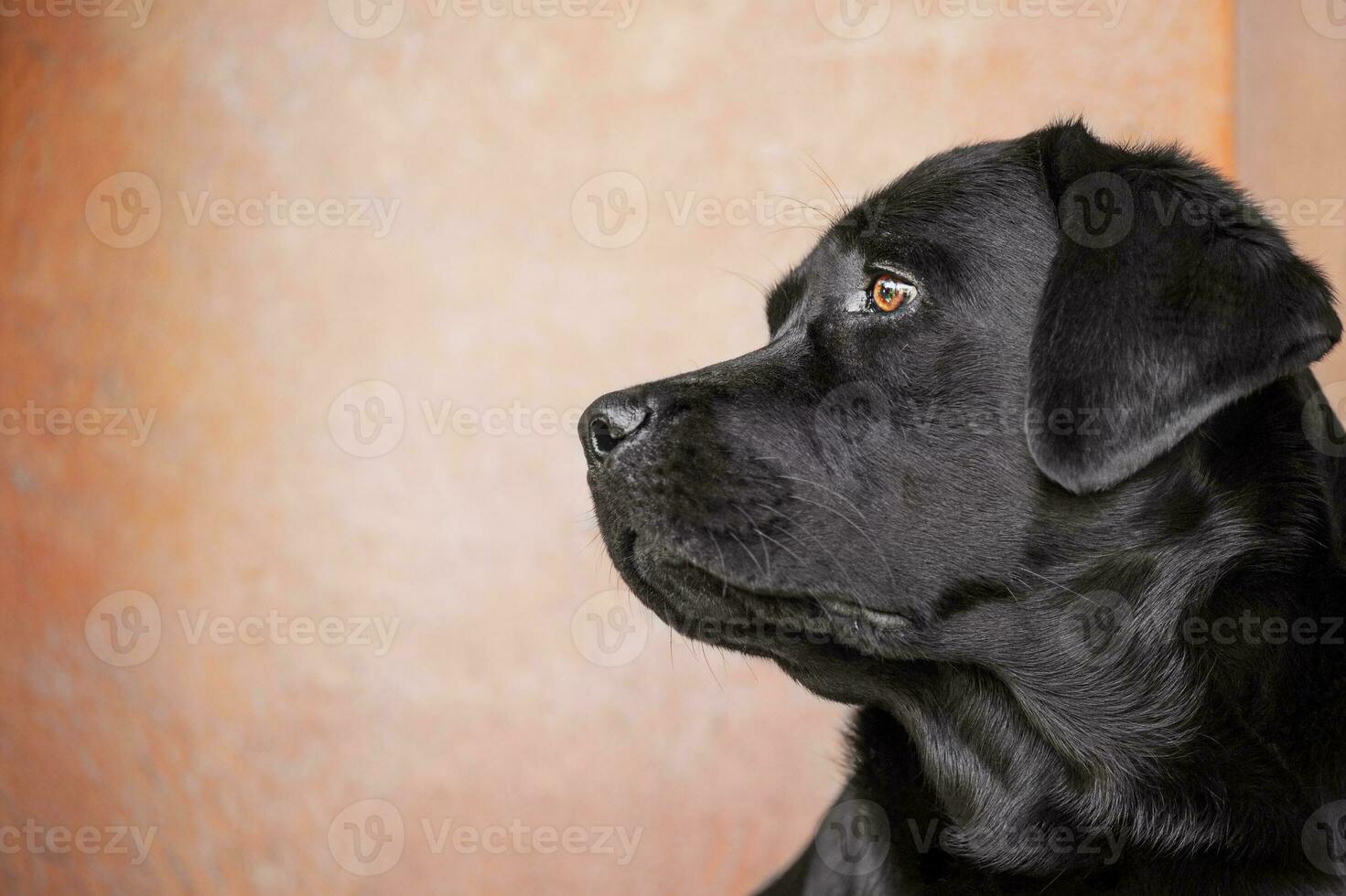 perro perfil. negro Labrador perdiguero. un mascota, un animal foto