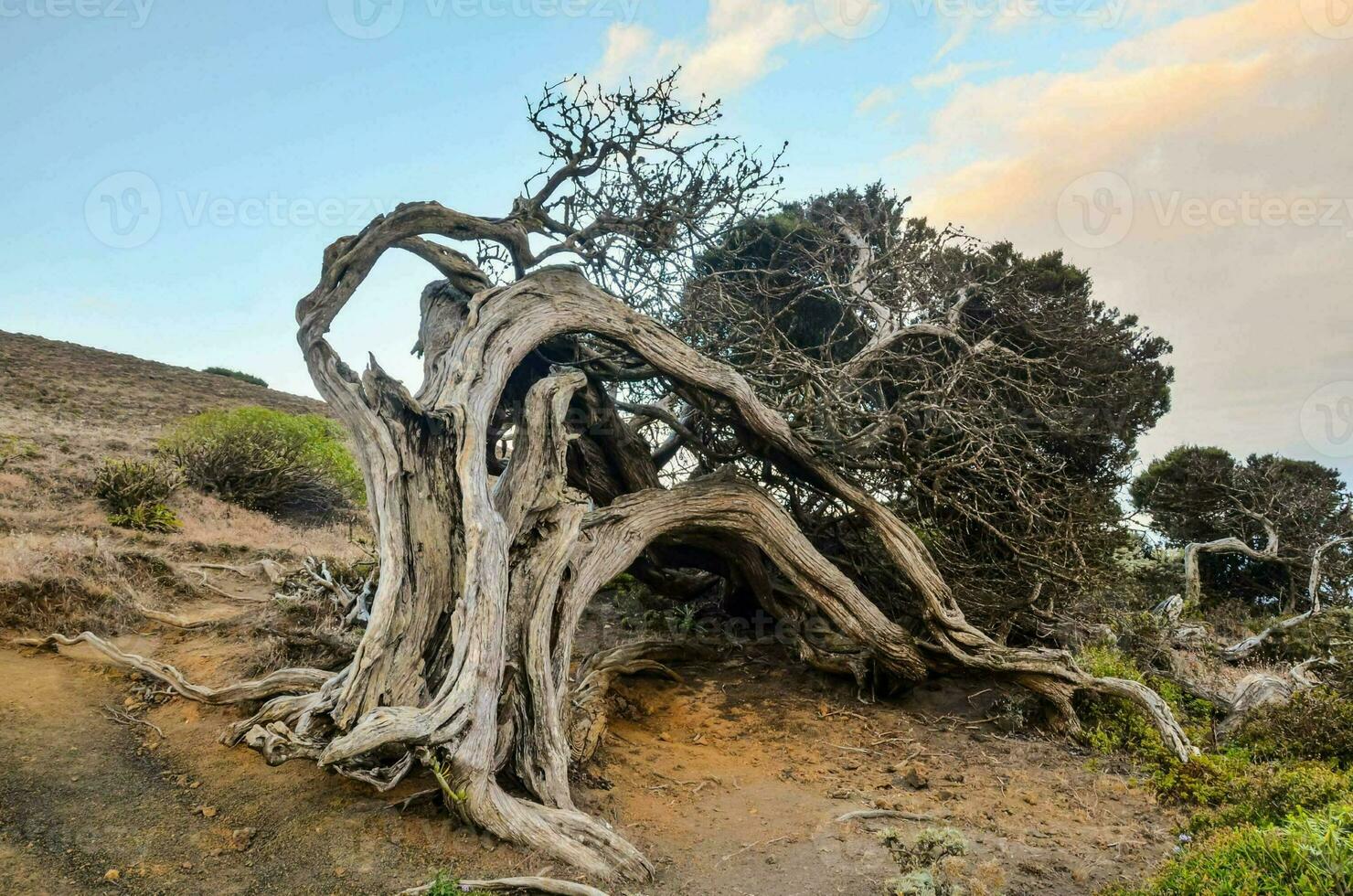 View with dead tree photo