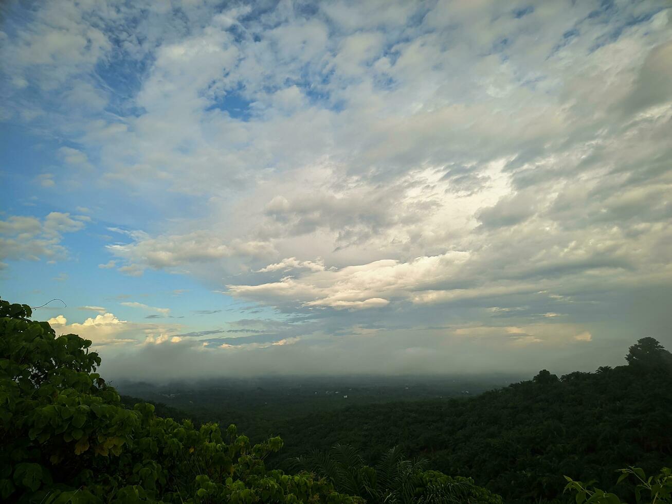 view of foliage plants from the top of the mountain with clear sky photo