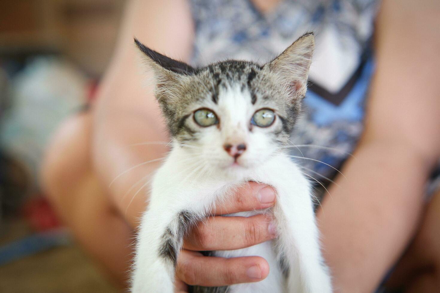 A small gray-white kitten in a woman's hand photo