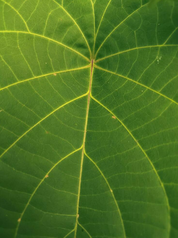 abstract background texture close up green fresh leaves photo