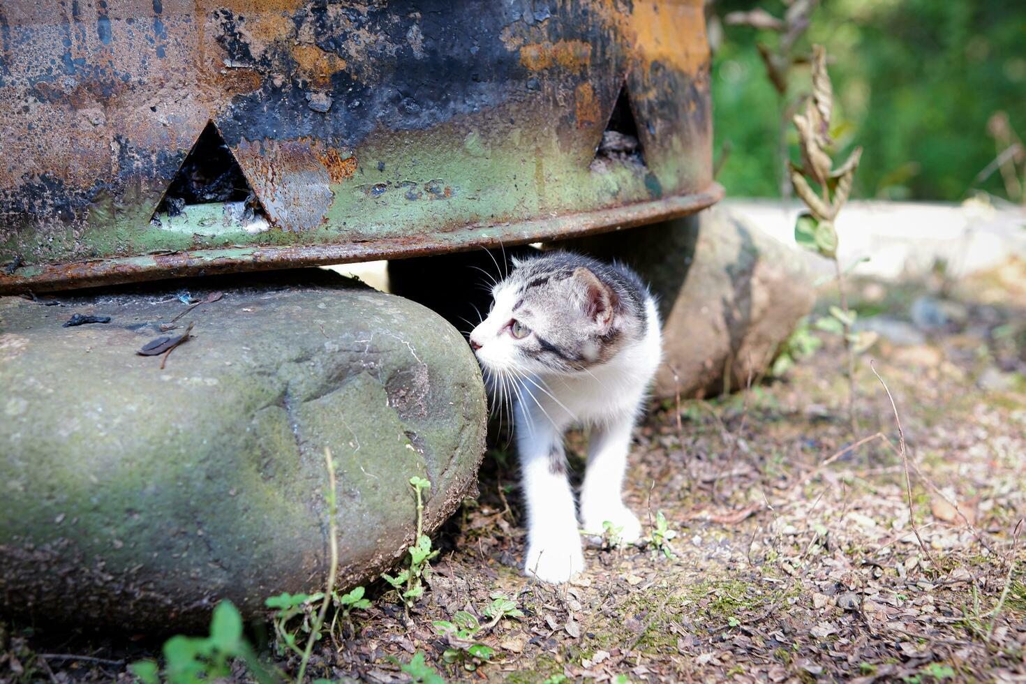 domestic kitten peeking out of its hiding place photo