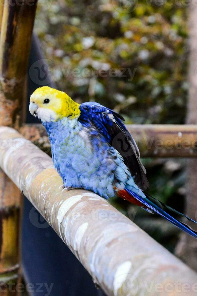 Beautiful colorful bird close-up photo