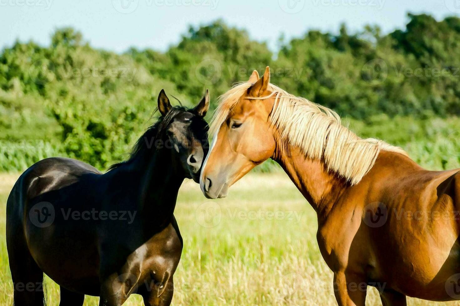 Horses and donkeys in the farm photo