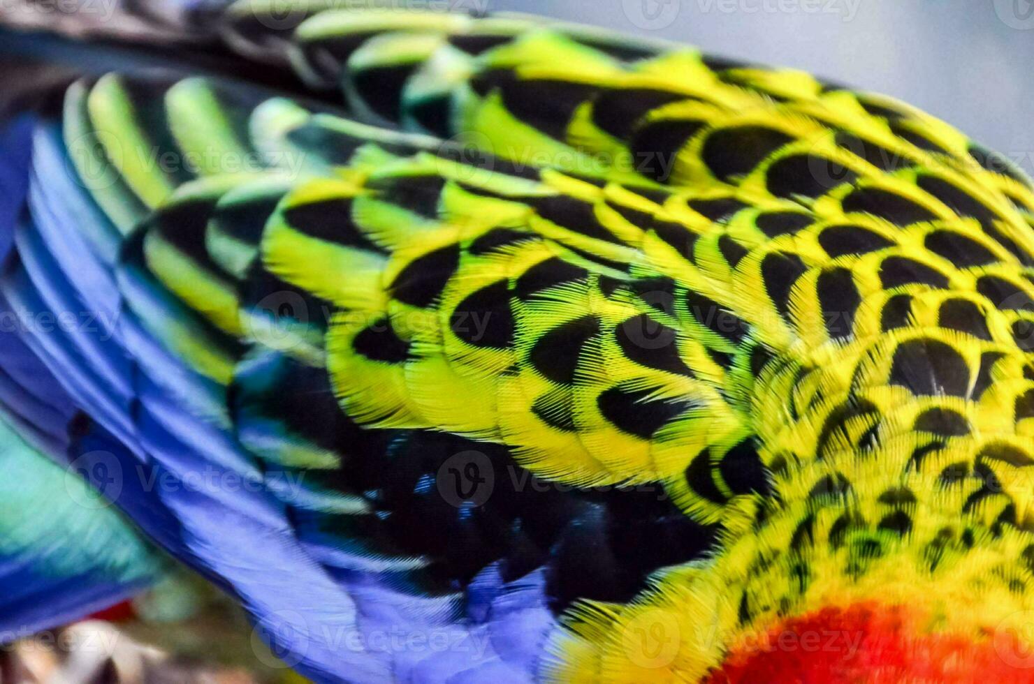 Beautiful colorful bird close-up photo