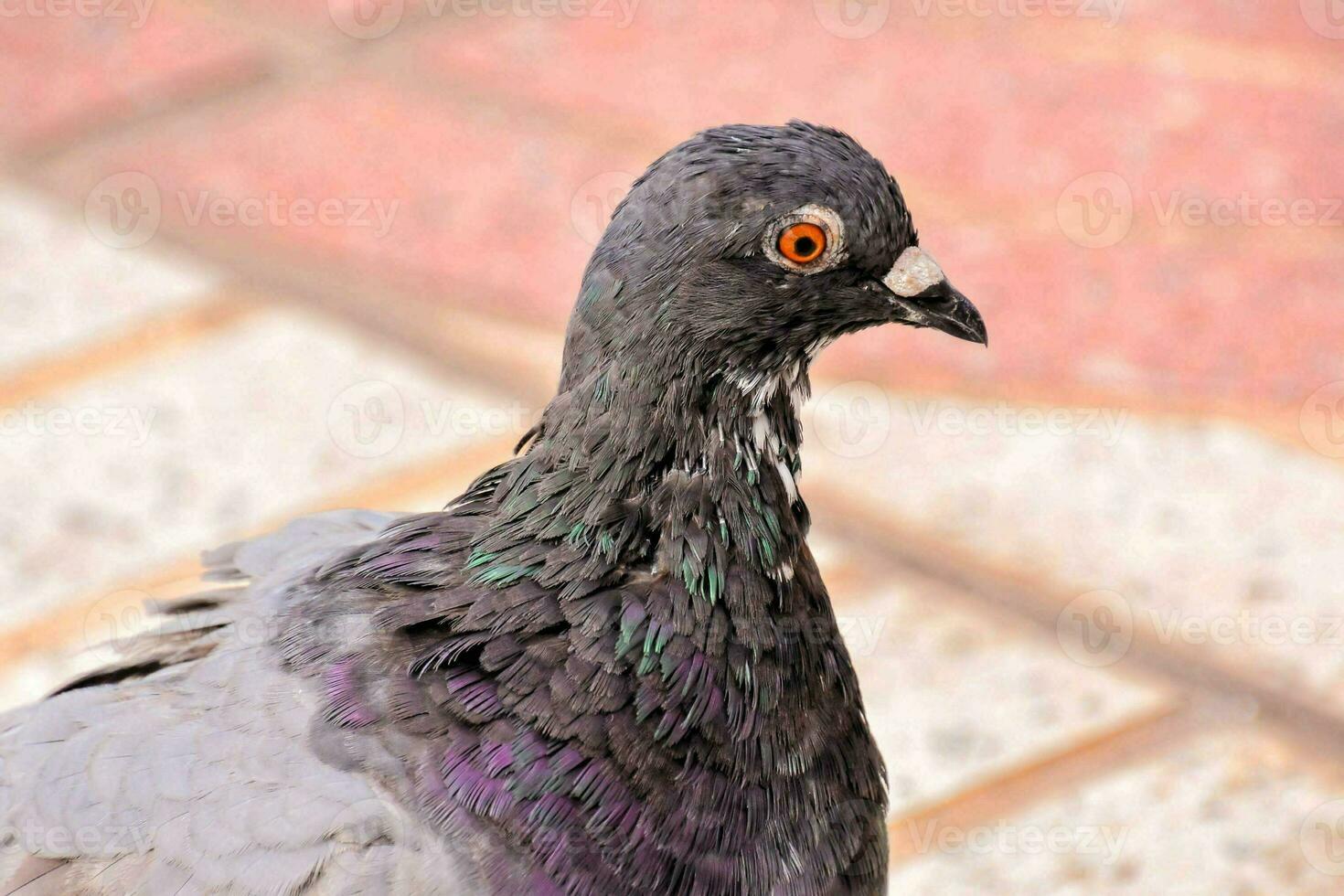 Pigeon bird close-up photo