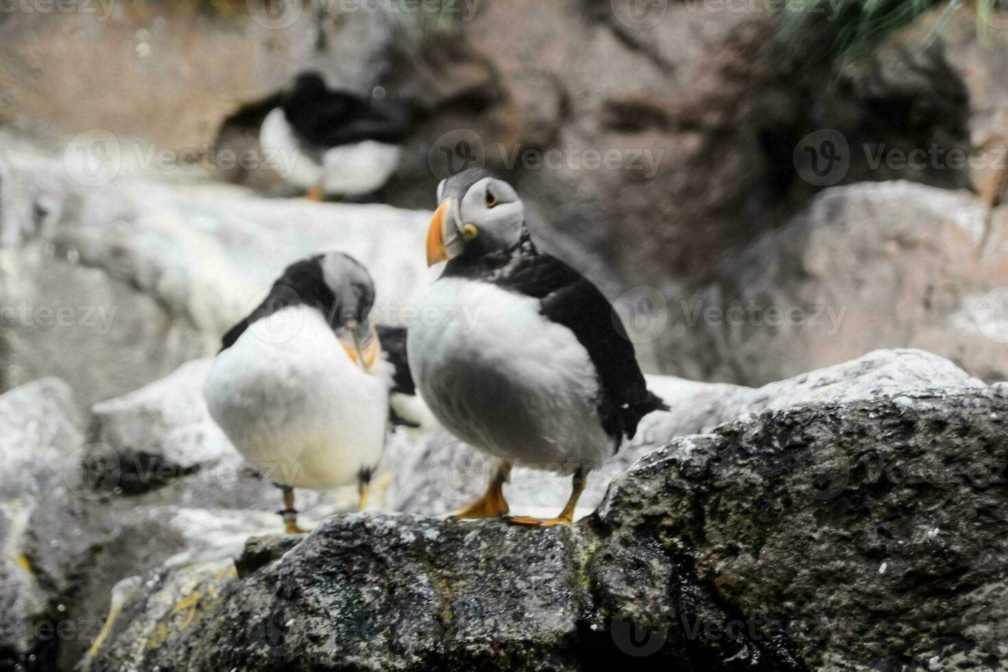 Puffin in the zoo photo