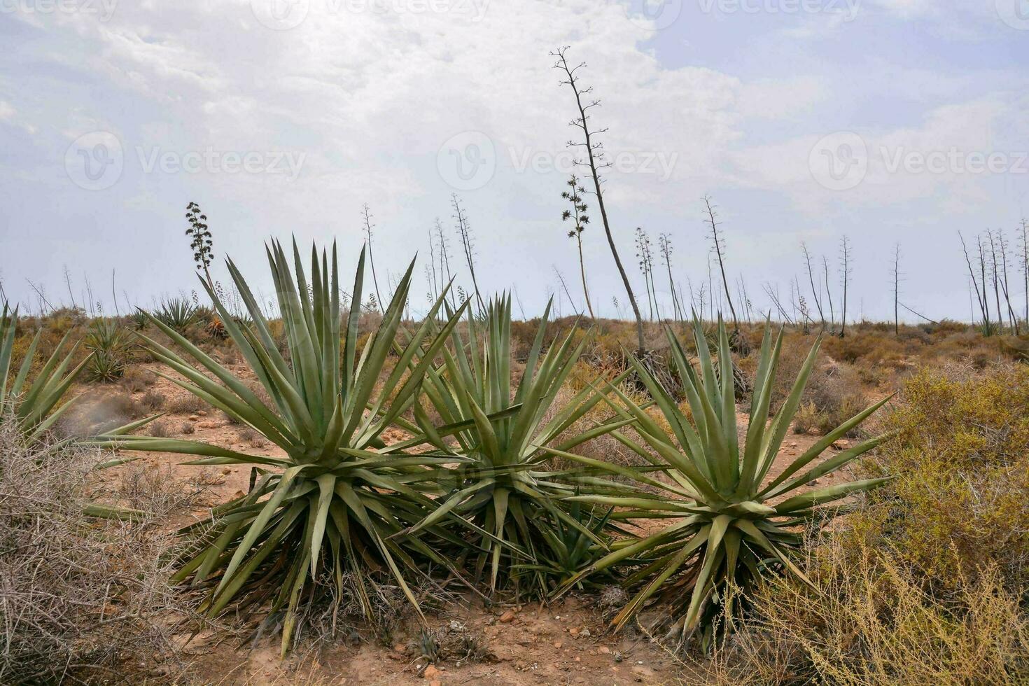 Scenic view of the desert photo