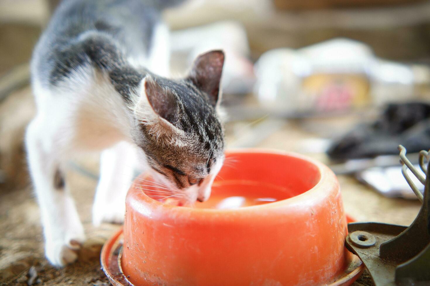 Maine coon domestic kitten drinking water. small depth of field photo