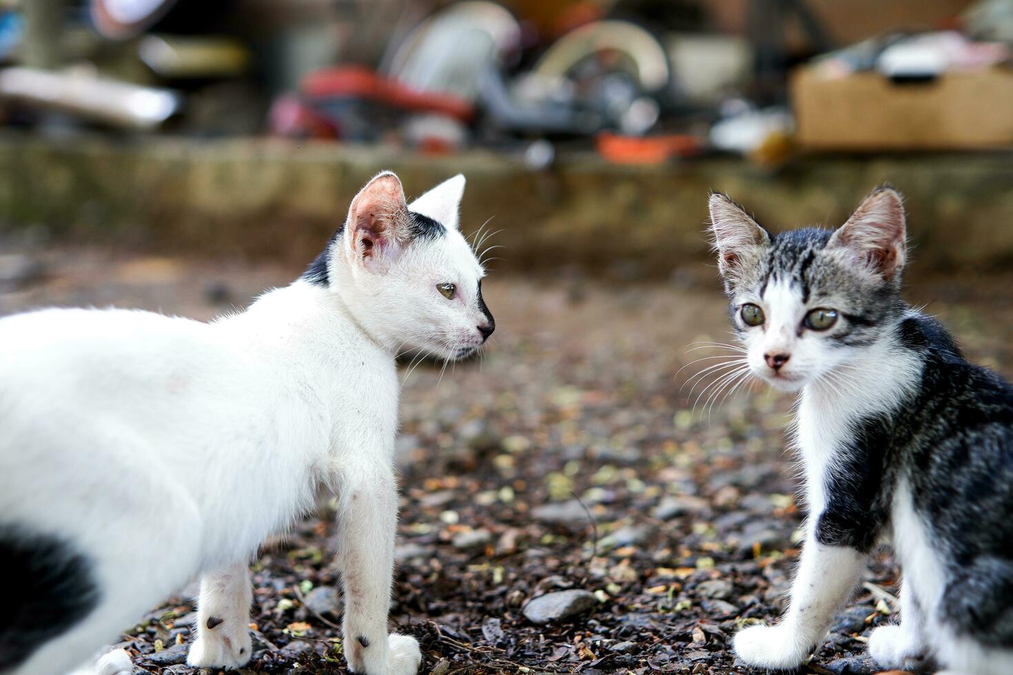 some domestic kittens are playing together photo
