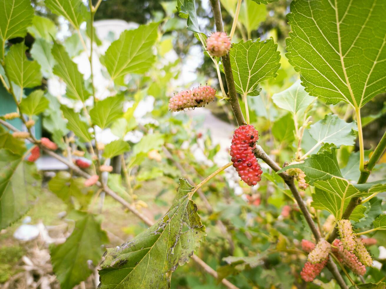 mulberry fruit plants with leaves background photo