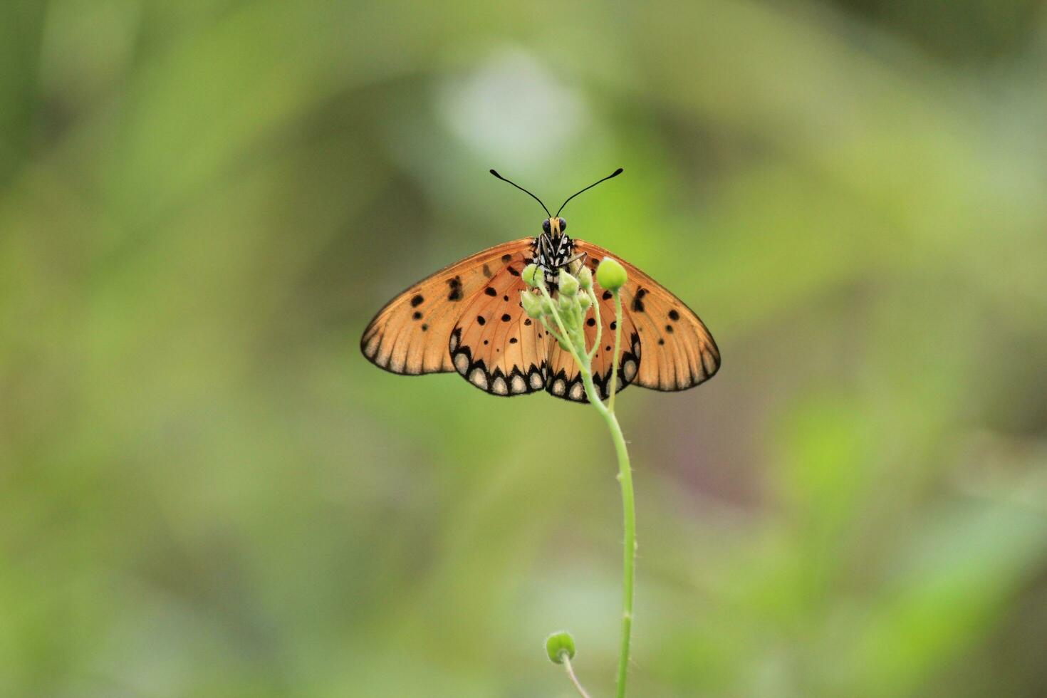 a beautiful butterfly perched on a wild plant during a very sunny day photo