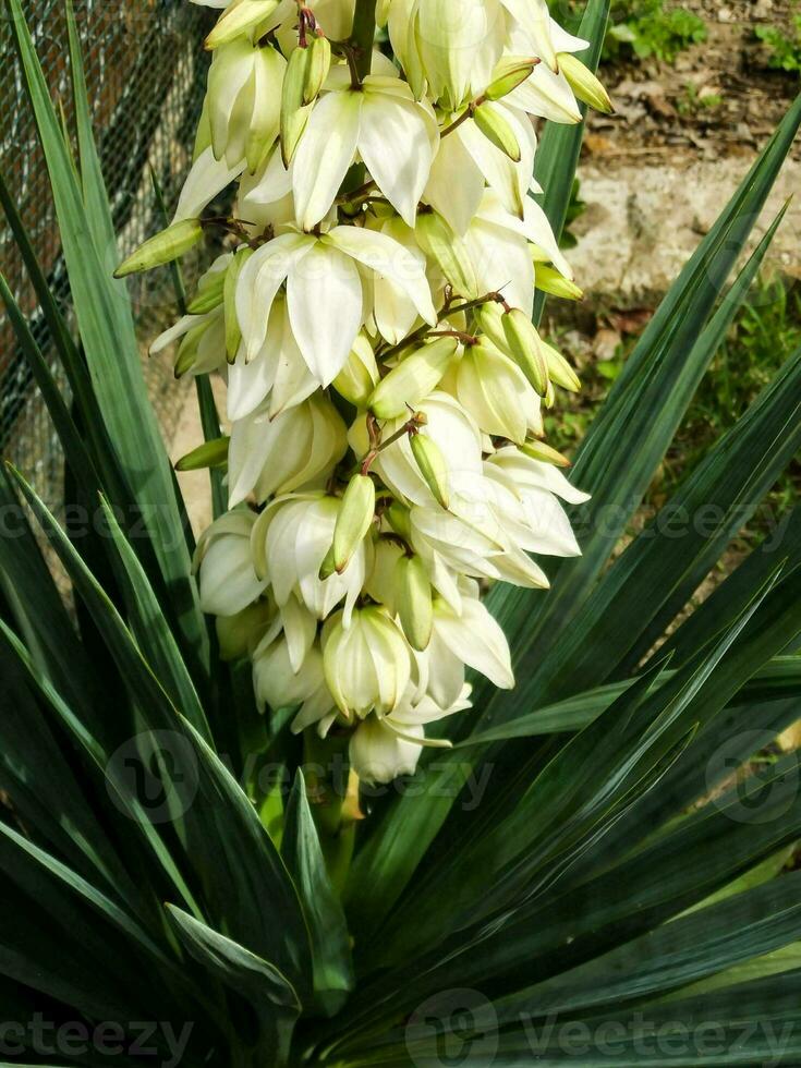 Beautiful flowers close-up photo