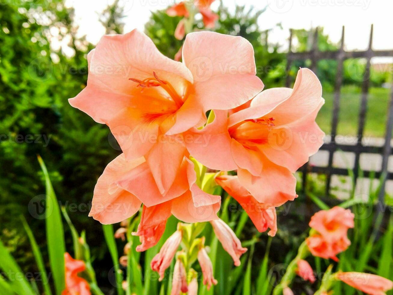 primer plano de hermosas flores foto