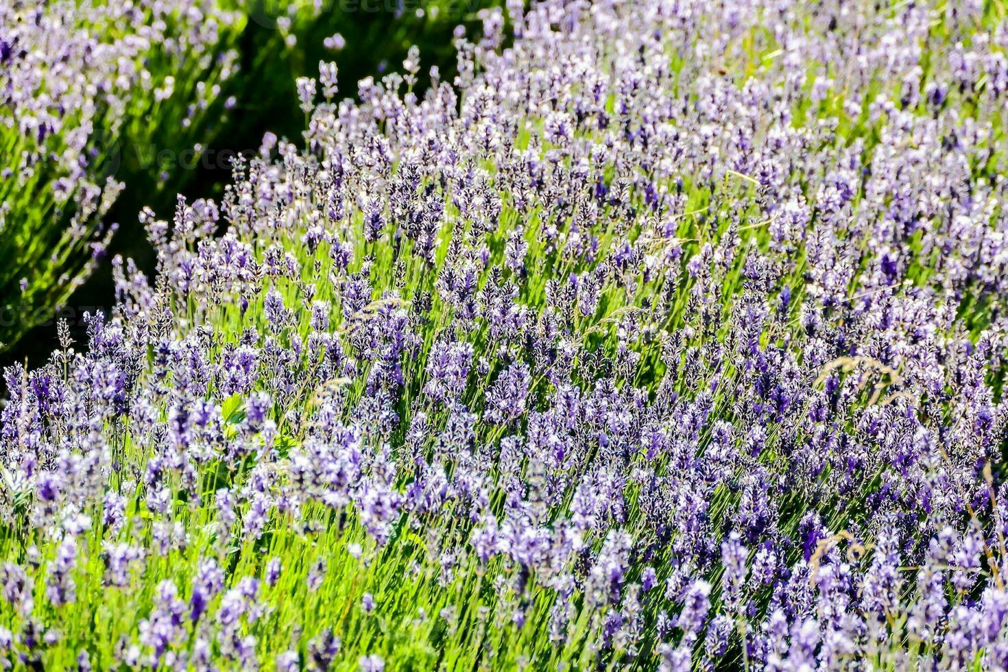 Beautiful flowers close-up photo