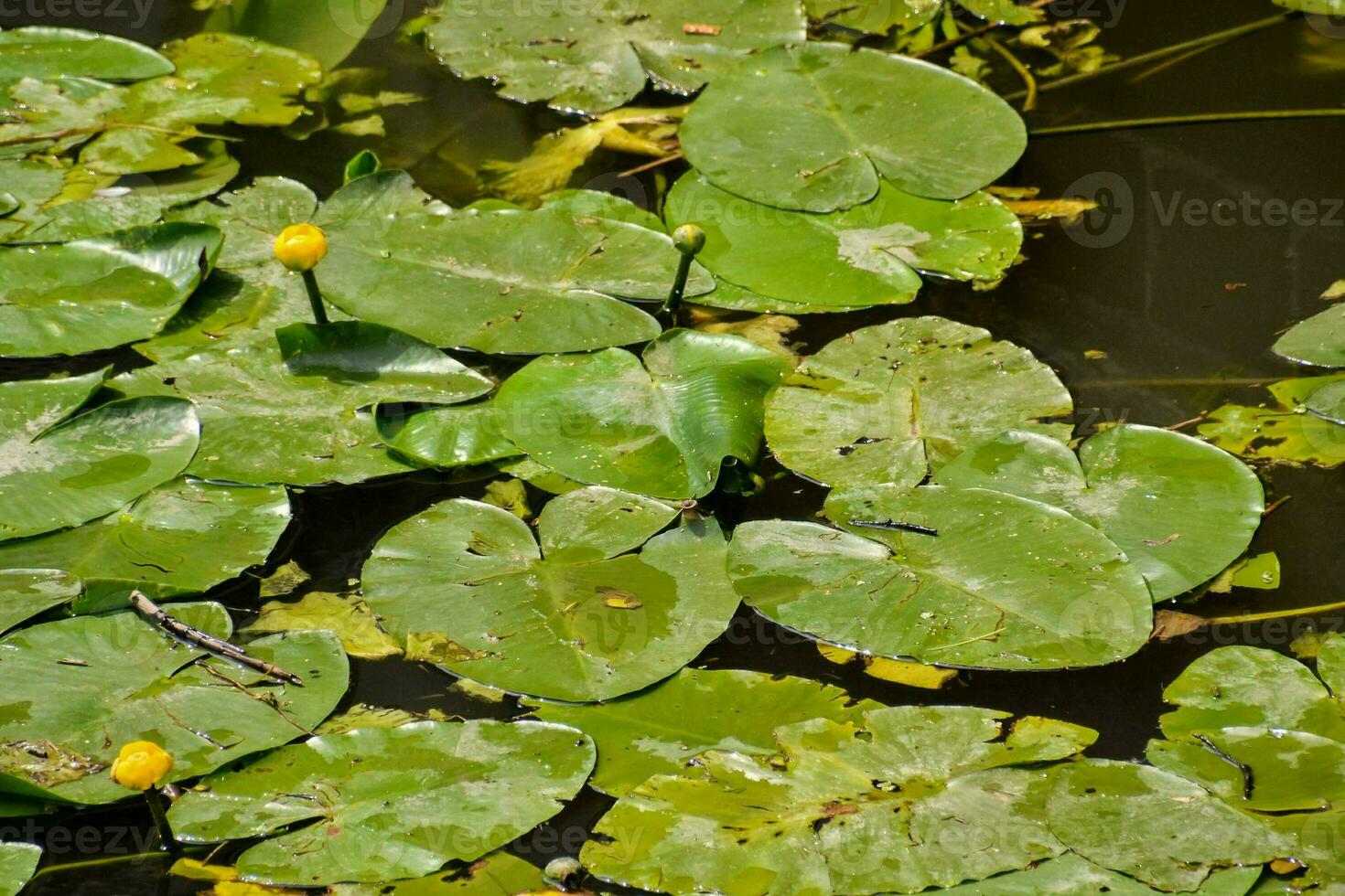 Floating plants closeup 25235202 Stock Photo at Vecteezy