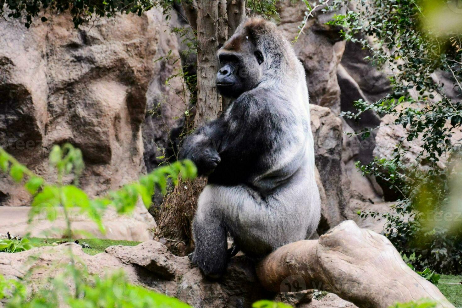 Sad gorilla in the zoo photo