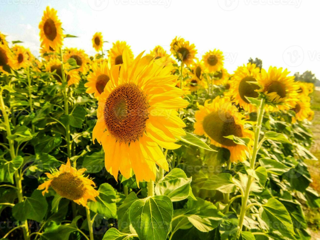 primer plano de hermosas flores foto