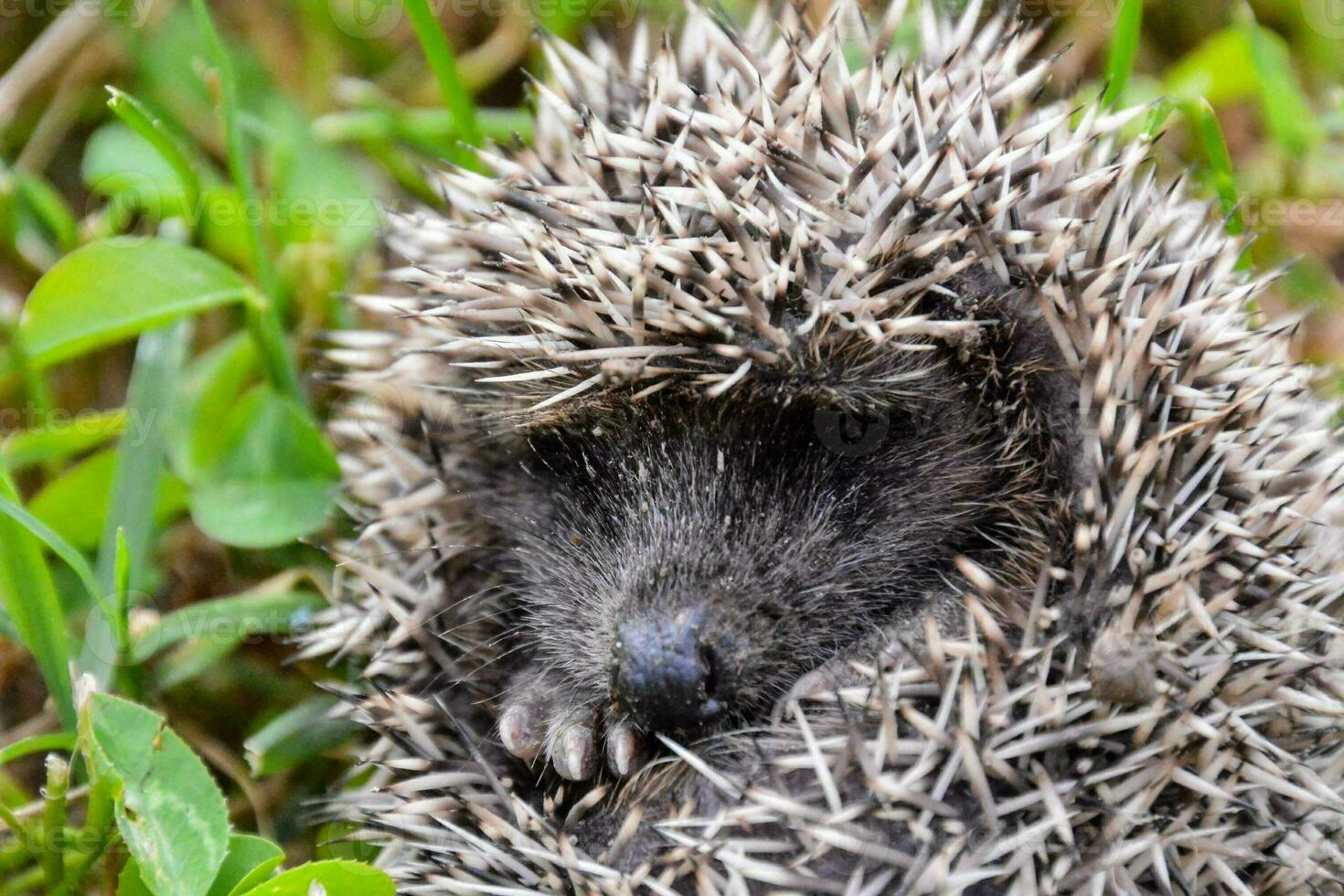 Cute hedgehog close-up photo